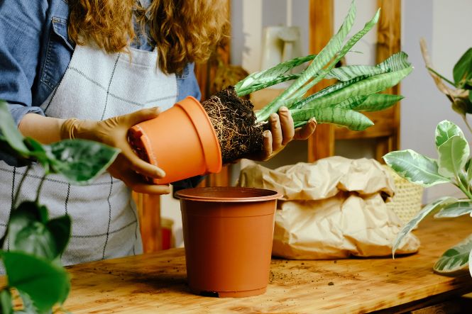 Tips for Thriving Houseplants