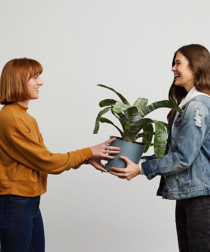 Top 10 Air-Purifying Plants to Breathe Better Indoors