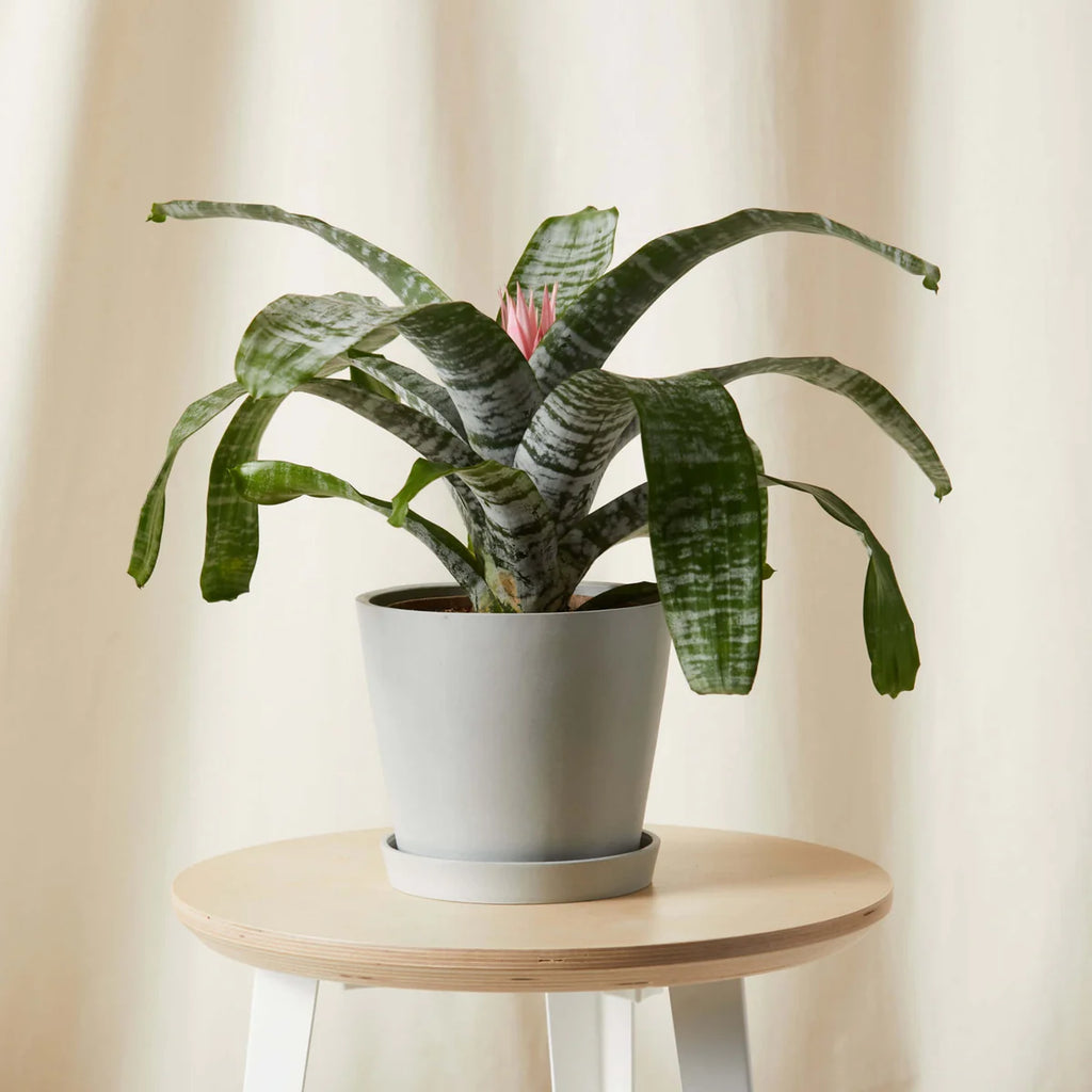 Aechmea Pink