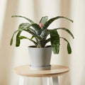 Aechmea Pink