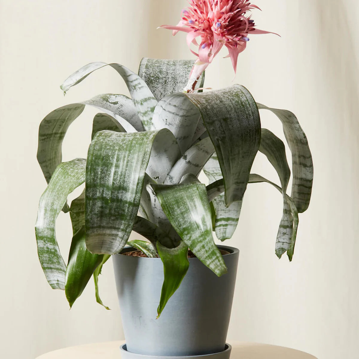 Aechmea Pink